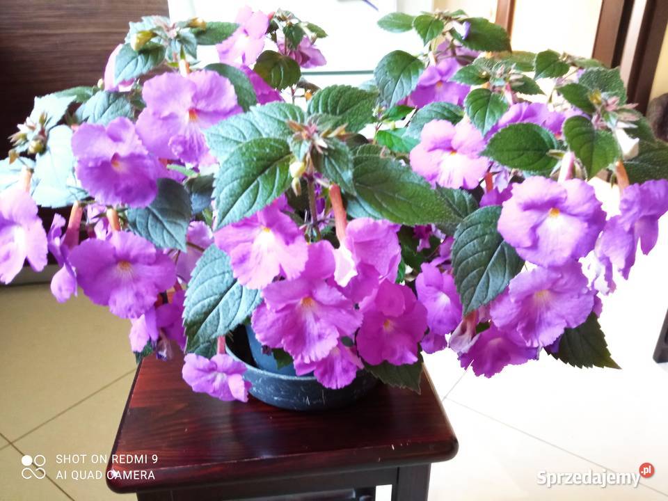 Achimenessadzonki Białystok