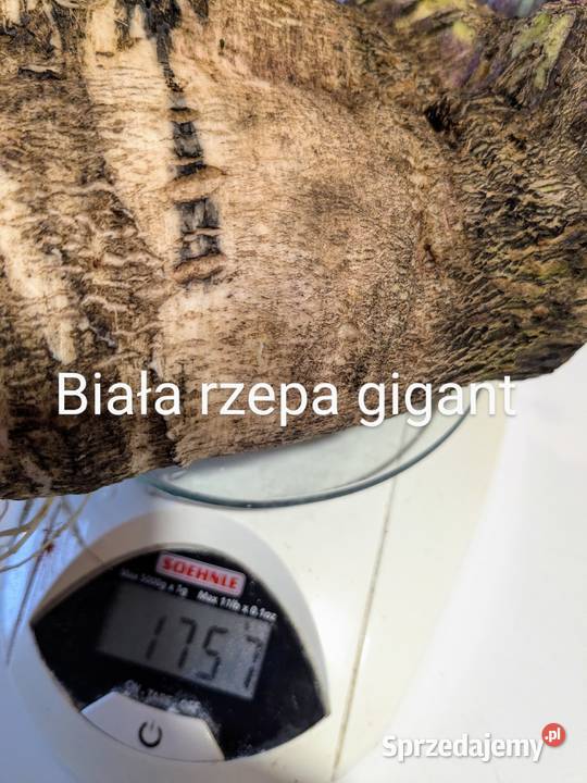 Rukola i Roszponka świeże nasiona 2024 Kraków