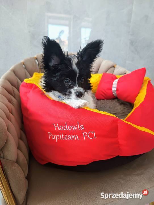 Papillon piesek ZKwP FCI Poznań sprzedam