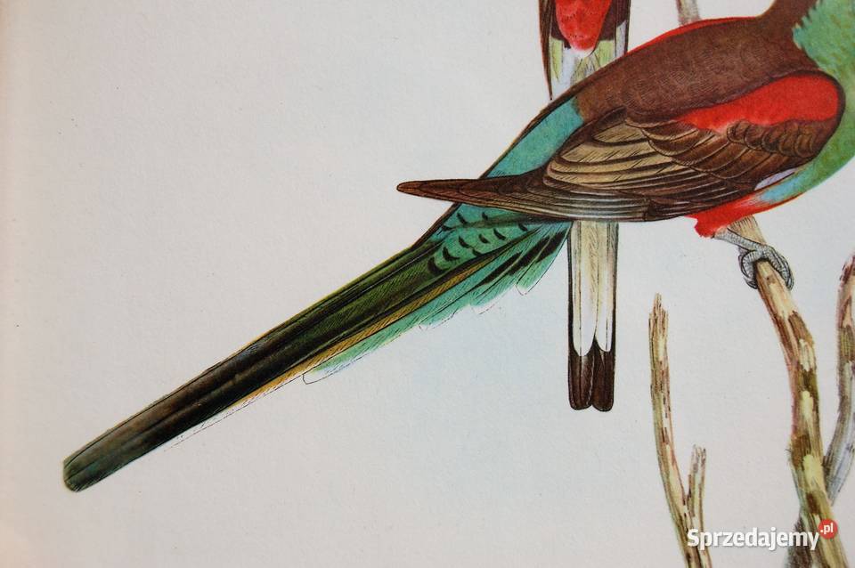 Papugi ptaki J Gould chromolitografia antyk lubelskie