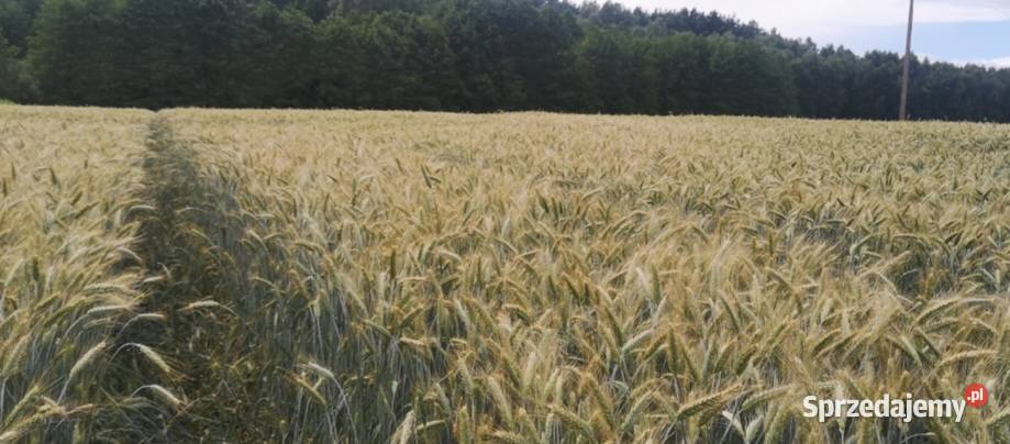 Pszenżyto przewódkowe Mamut Solec Kujawski