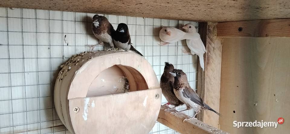 Mewki japońskie 2025 Pruchna sprzedam