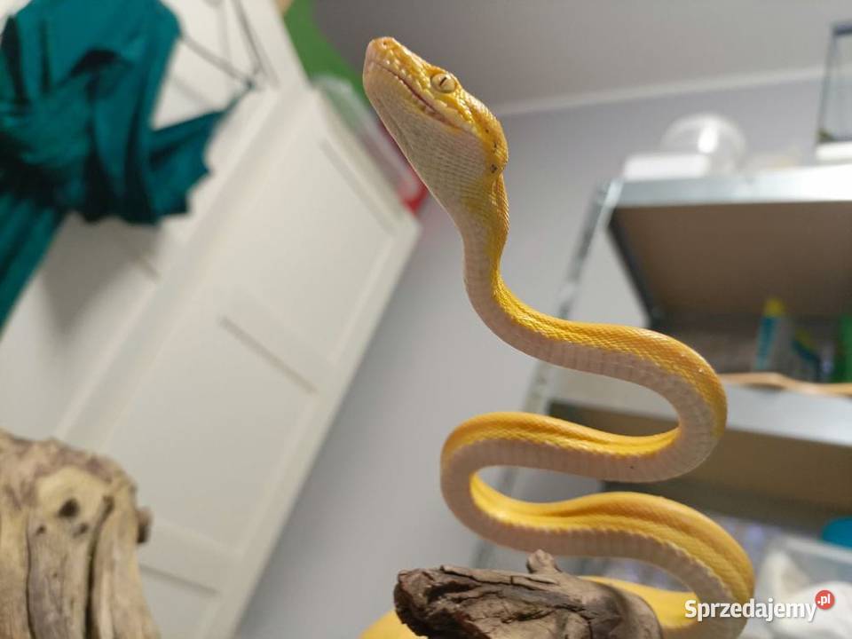 Boa Leśny samica Myszków