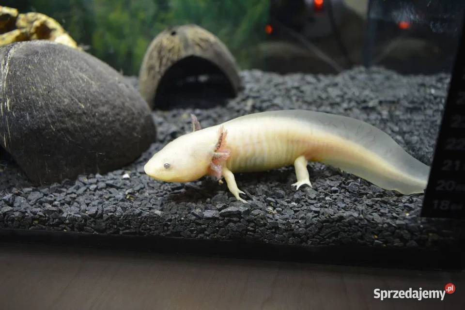 Aksolotl meksykański ambystoma meksykańska Pozostałe Kolonia