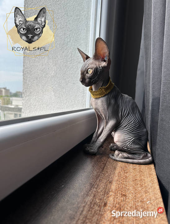 Czarny kocurek sfinks kanadyjski kocięta CEZAR Częstochowa