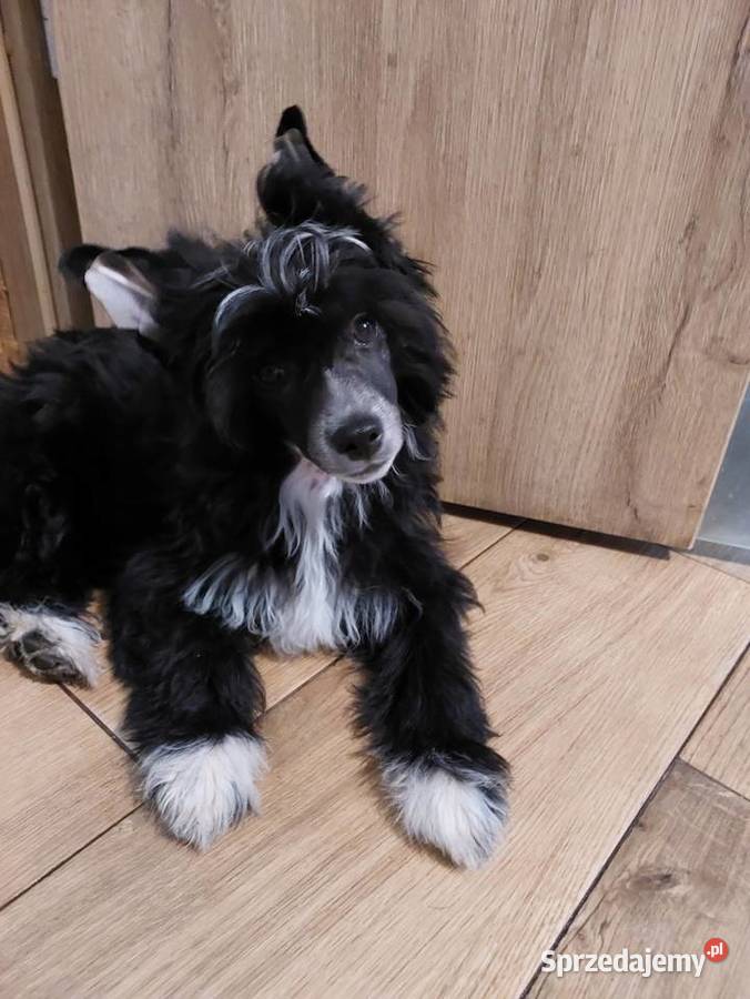Chiński Grzywacz ZKwPFCI suczka Powderpuff Czarna Dąbrówka