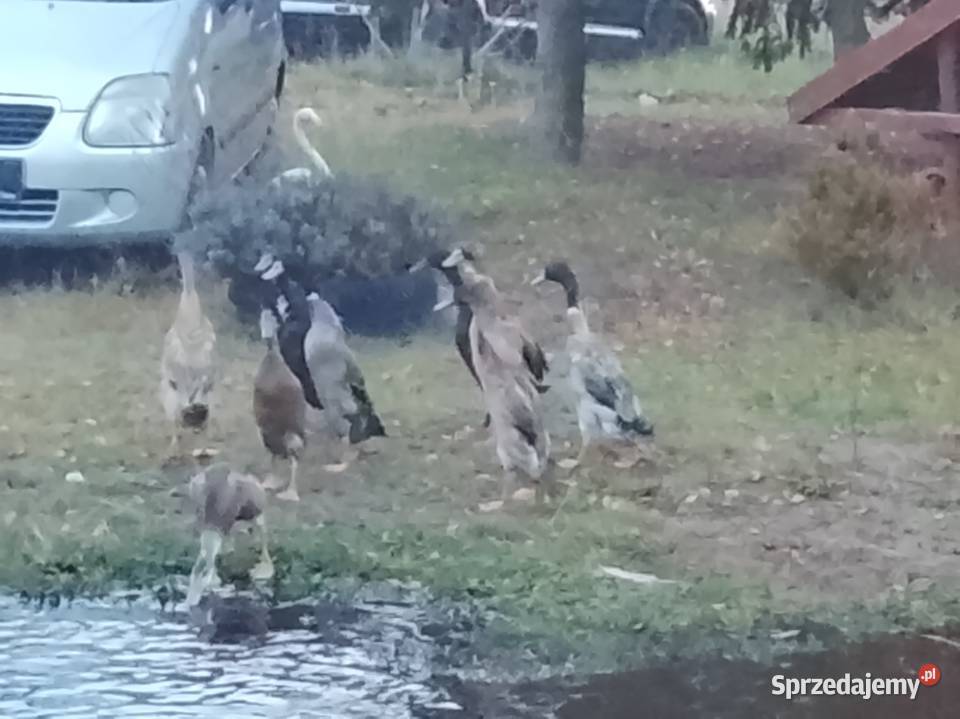 Biegusy Brzeźno