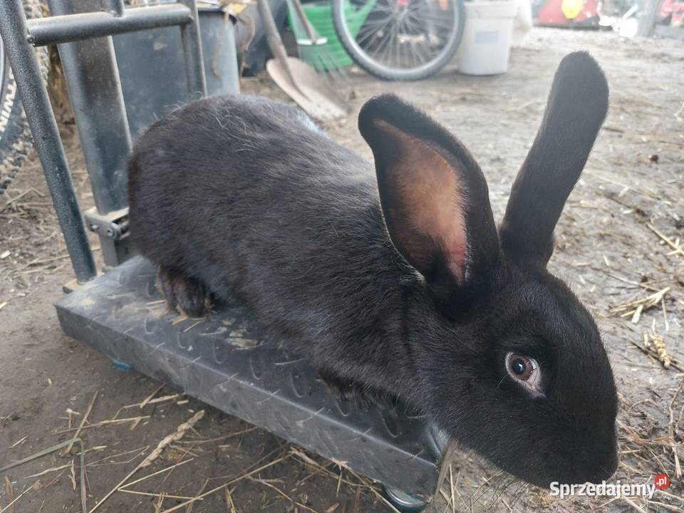 Króliki młode duże Rzeplin