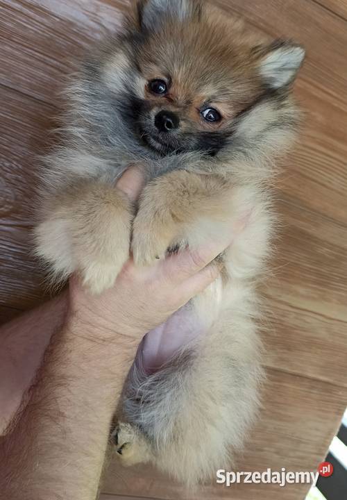 Suczka Szpic miniaturowy pomeranian Orange Sable Bełchatów