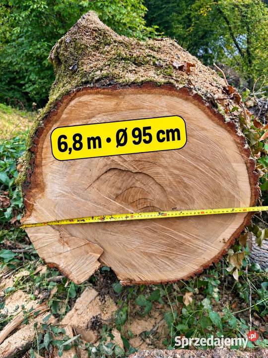 DUŻY DĄB 68m kłoda dębowa dłużyca odziomek na