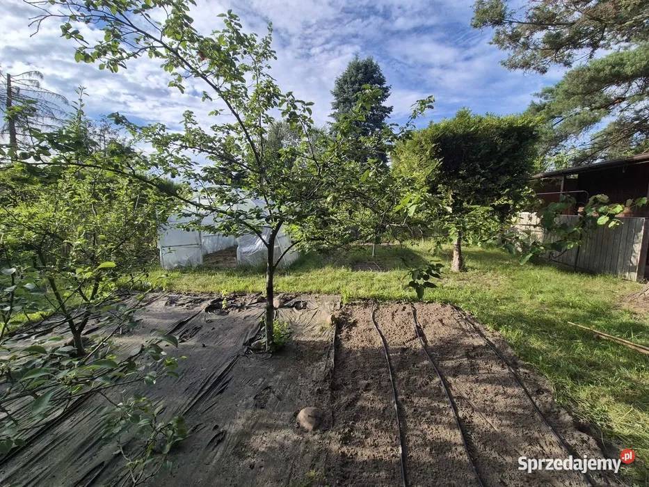 Działka ROD Paluch Westerplatte Uprawiana gotowa