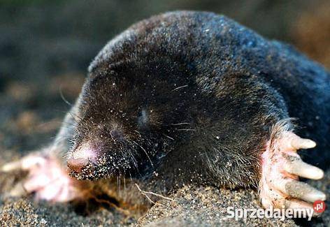 Krety skutecznie zwalczam Ostrołęka