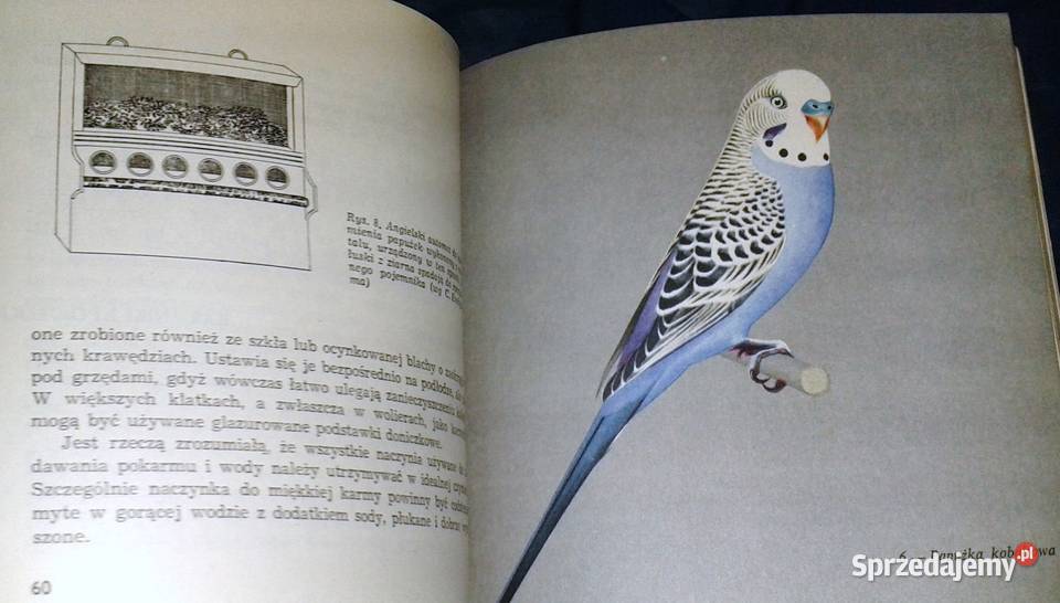 Papużki faliste Jan Landowski lubelskie