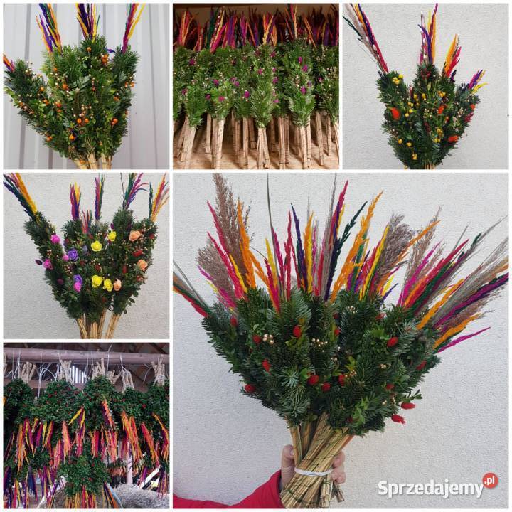 palmy Wielkanocne palmy żywe HURPRODUCENT mazowieckie Mrozy