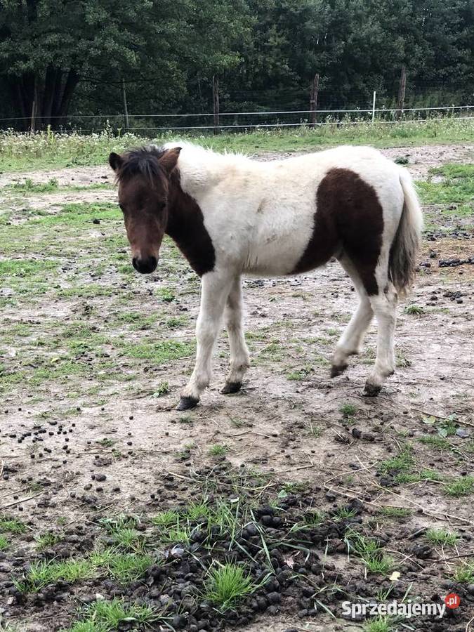 Kucyk kłaczki podkarpackie Pilzno sprzedam