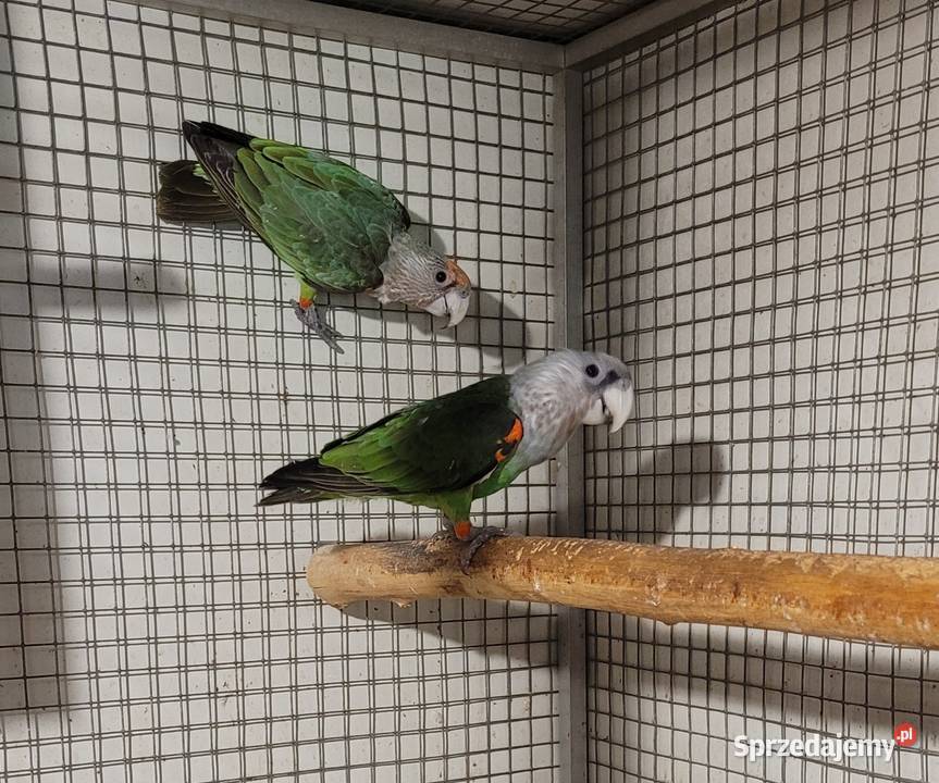 afrykanki kaplandzkie Kościan sprzedam