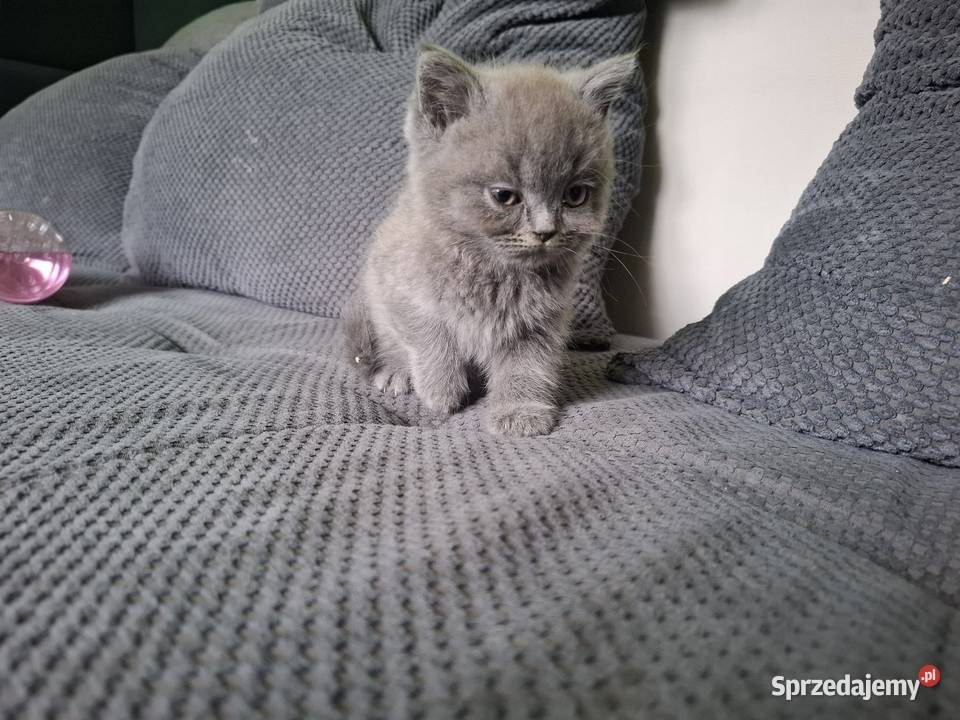 Kotki kocurki brytyjskie gotowe do odbioru opolskie Nysa