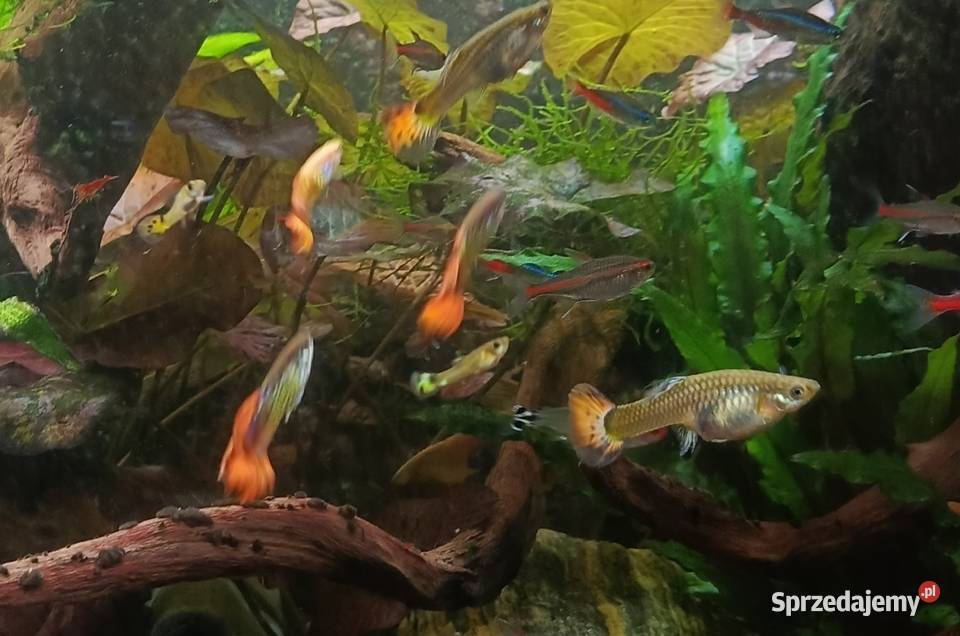 Gupiki gupik ryby rybki akwariowe Wygoda sprzedam