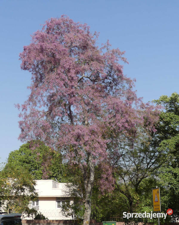 DRZEWO ROŻANE  Millettia peguensis NASIONA 100g