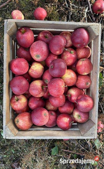 ŚWIEŻE JABŁKA PROSTO ROLNIKA Brzóza Królewska sprzedam