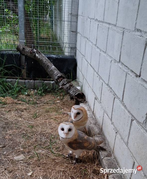 Sowa sowy płomykówki Tyto alba młode Wrocław