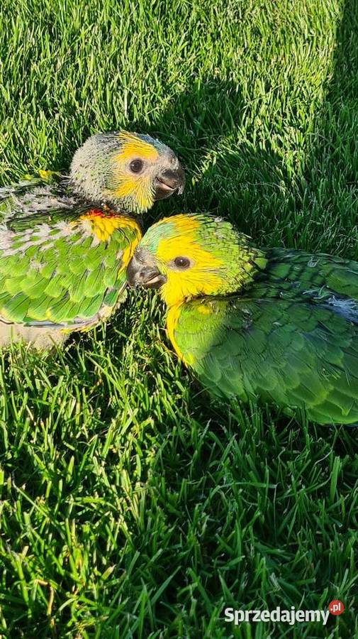 Amazonka niebieskoczelna aestiva xanthopteryx opolskie Zakrzów Turawski