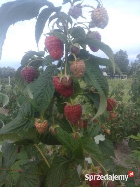 Sprzedam Maliny ,sadzonki malin i truskawek