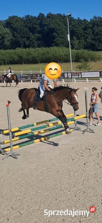 Koń sportowy z potencjałem Mała Wieś Dolna