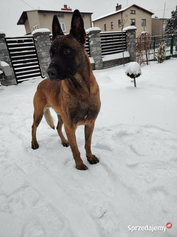 Owczarek Belgijski Malinois Szczeniaki Częstochowa