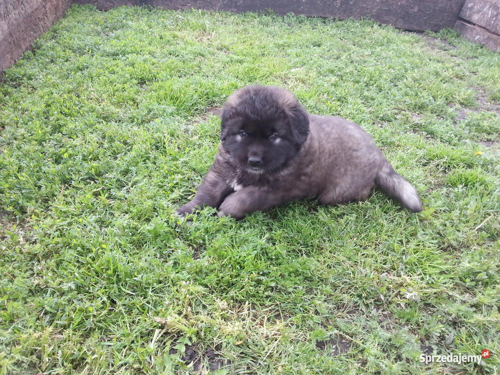 Owczarek Kaukaski Inowrocław sprzedam
