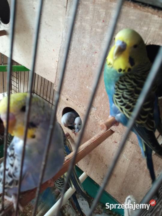 Papużki faliste dwumiesięczne tęczowe sprzedam małopolskie Kraków