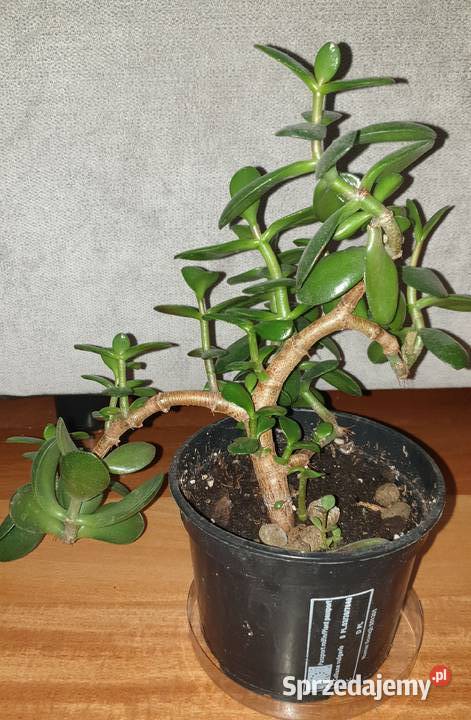 Grubosz crassula drzewko szczęścia 2 Warszawa