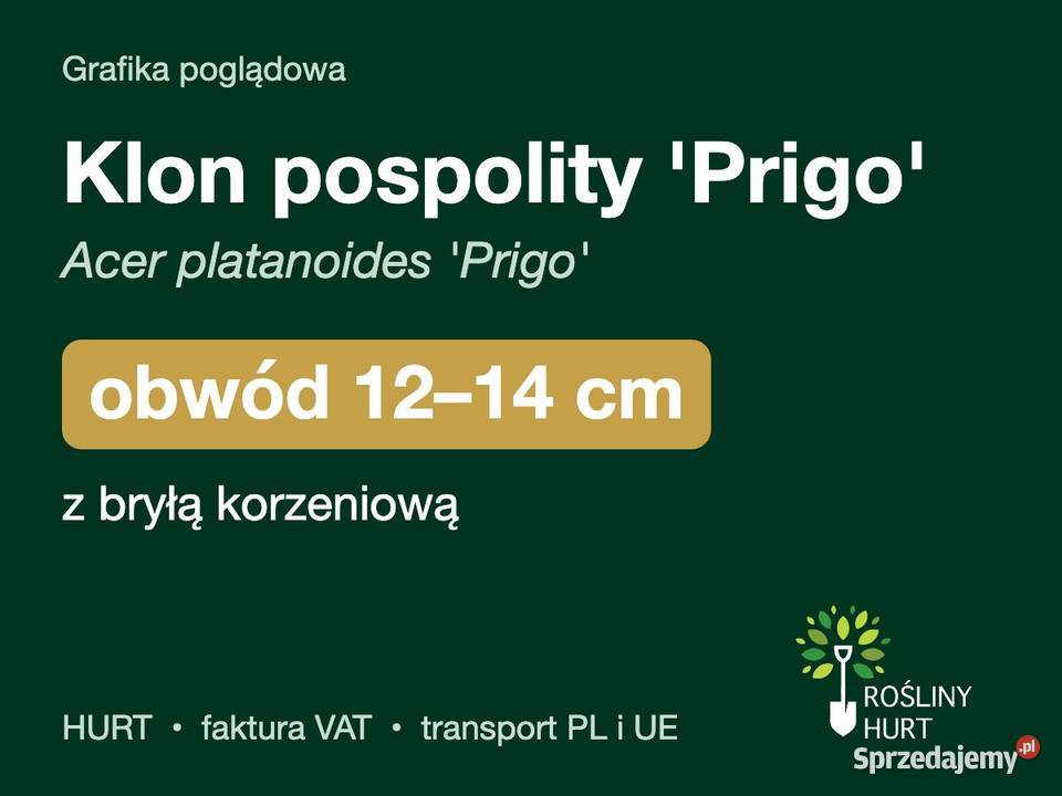 Klon pospolity Prigo obwód 1214 z bryłą HURT wielkopolskie