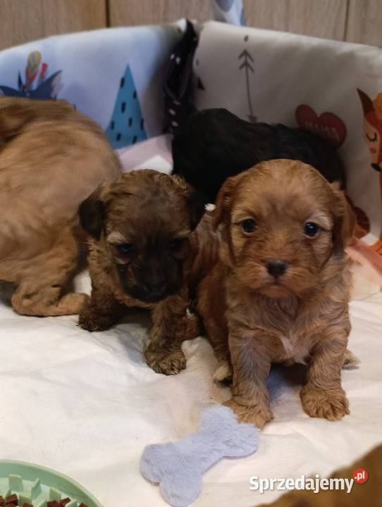 Cavapoo szczenięta opolskie Krapkowice