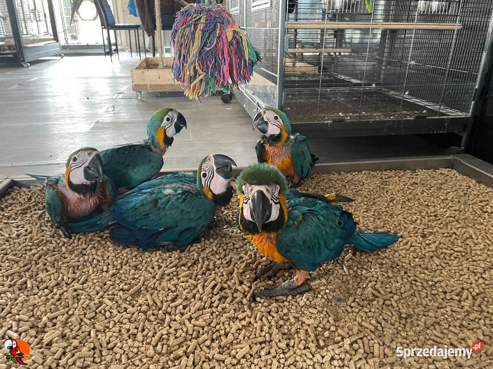 Ara ararauna śląskie Pyrzowice