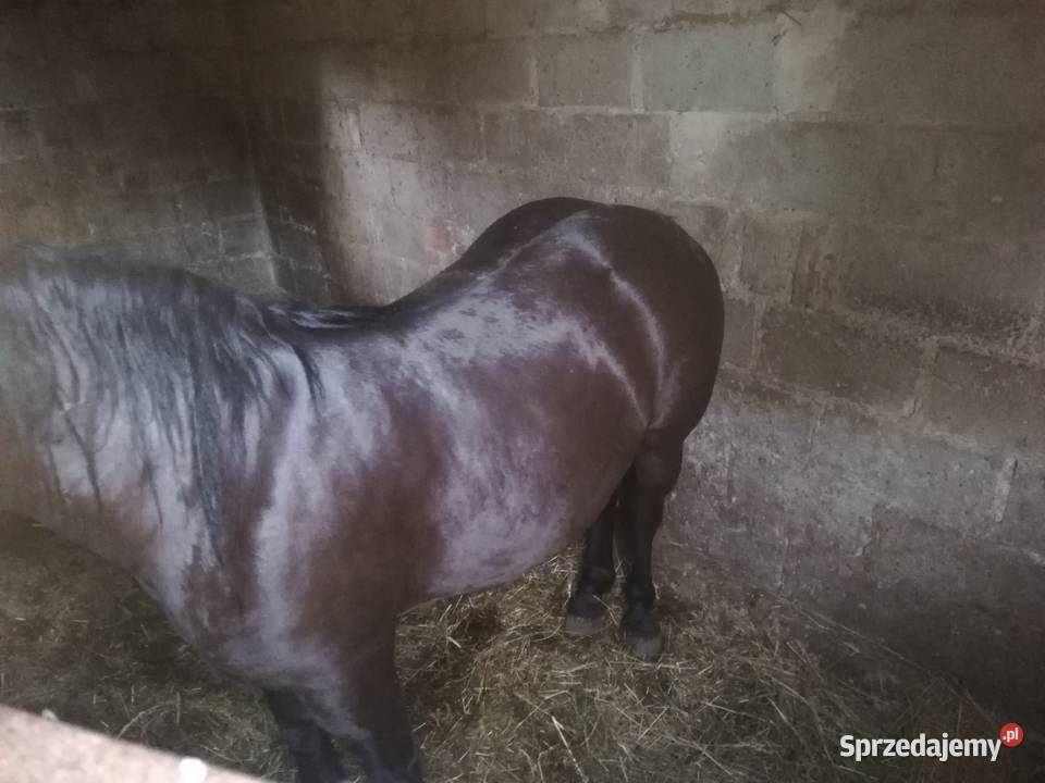 konie zimnokrwiste 3 letnie Koluszki sprzedam