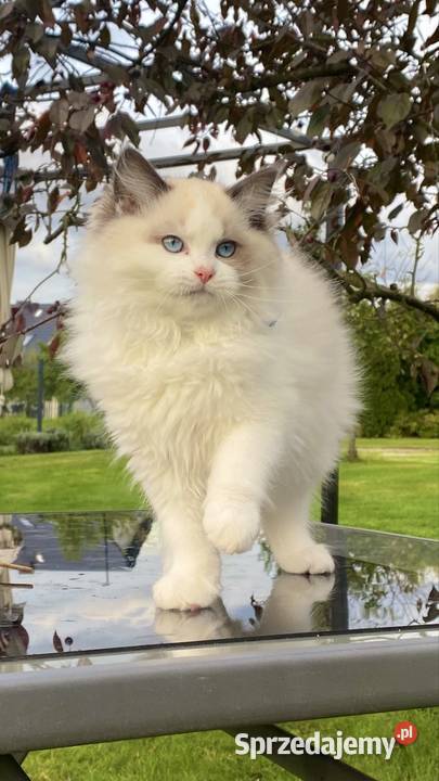 Kocurek Ragdoll gotowy do przeprowadzki sprzedam