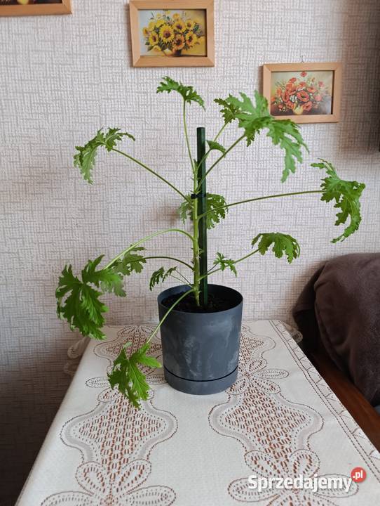 Szklanka 05 l na piwo Żywiec kwiatek liściasty Kraków