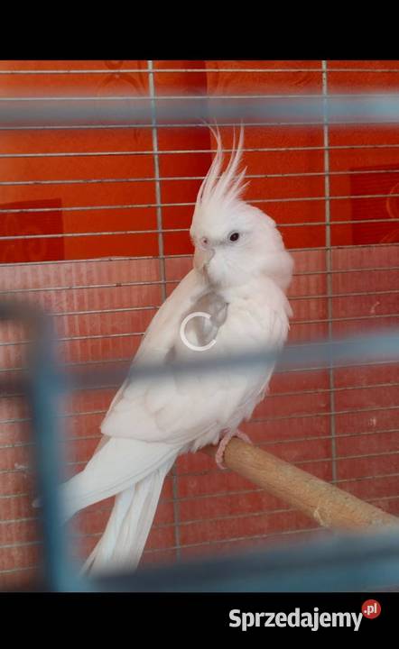 Papuga nimfa i barabanda Grudziądz sprzedam
