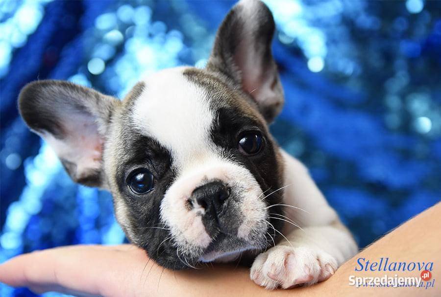 Buldog francuski szczenięta hod Stellanova FCI Warszawa