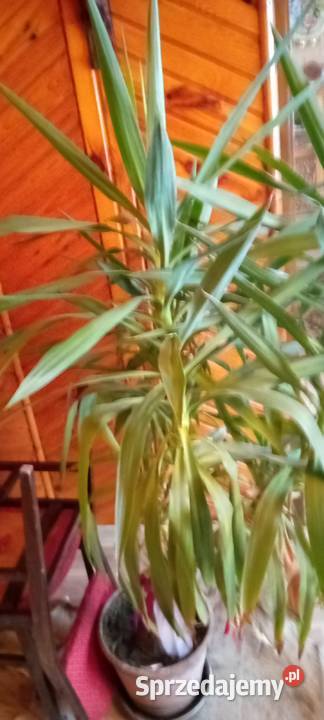 Sprzedam kwiata Klukowa Huta