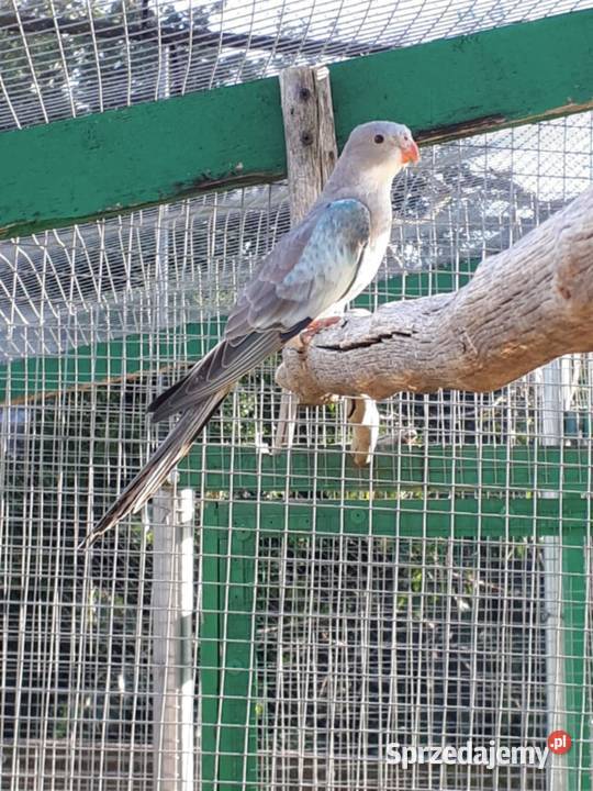 Księżniczki walii albino niebieskie Ptaki Skała