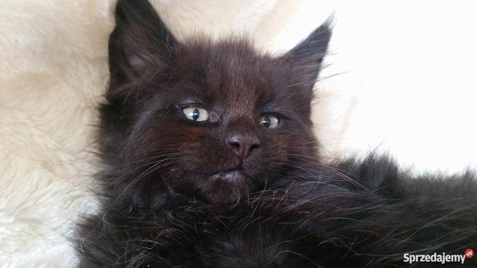 maine coon czarny kocurek