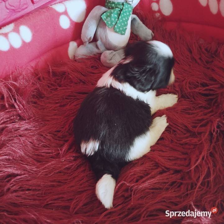 Śliczny PIESEK rasy Shih tzu piękny szczeniaczek Szczecinek