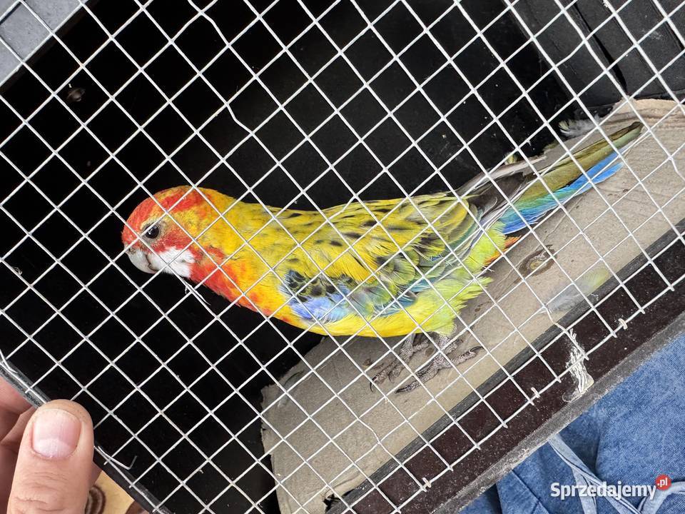 Rozella białolica golden gold wielkopolskie Lusowo