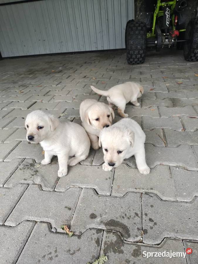 Szczeniaki labrador retriever małopolskie Łużna