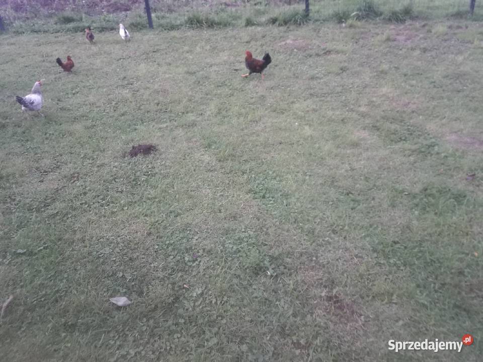 Kogut wiejski i mlode kogutki świętokrzyskie Czarnocin