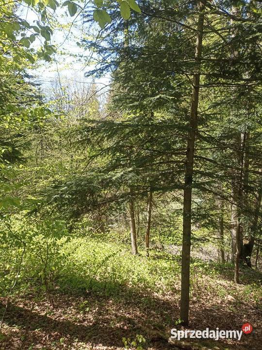 Las Karwodrza połowa