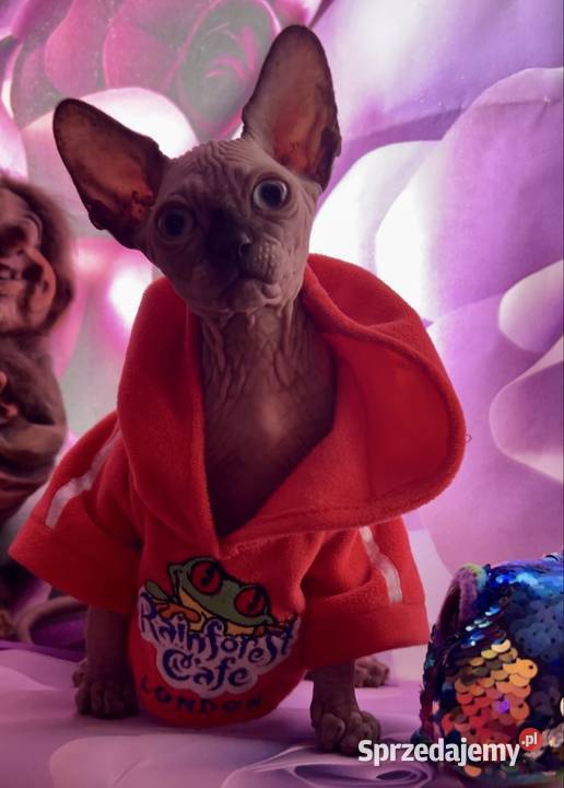 Przepiękne koty Płatna Adopcja Wwa Sosnowiec Warszawa sprzedam