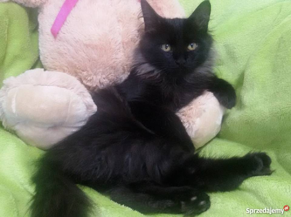 Kocurek Syberyjski Championie Koty lubuskie Żary